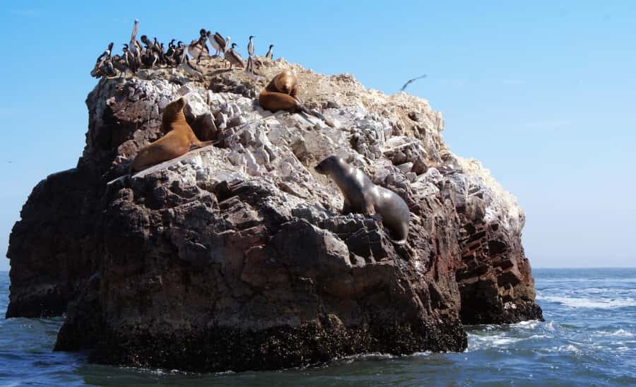 Full Day | Ballestas Islands - Ballestas Islands by motorboat: Candelabro and the Pacific close-up