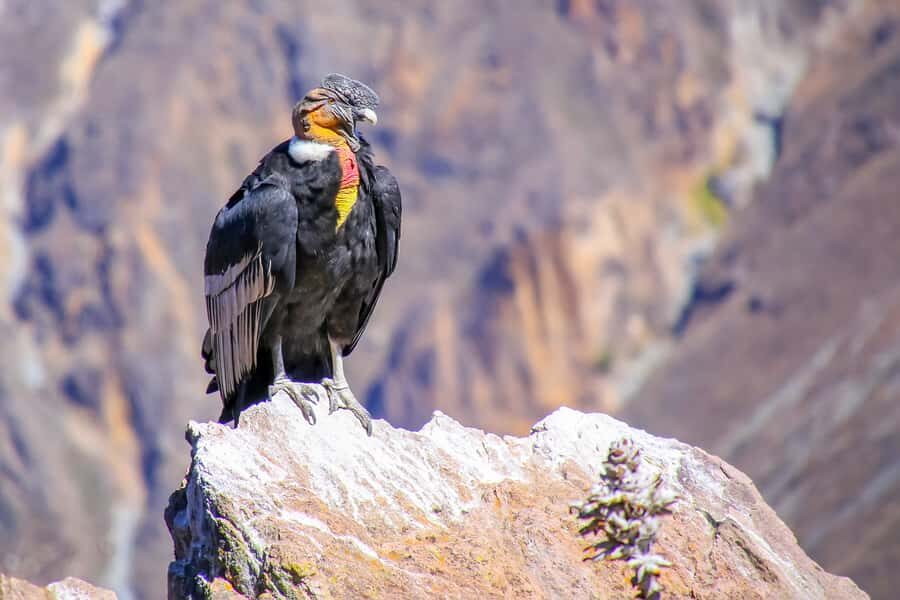 Full-Day Condor Viewpoint & Inca Sites Tour - Cusco pickup and the altitude rhythm