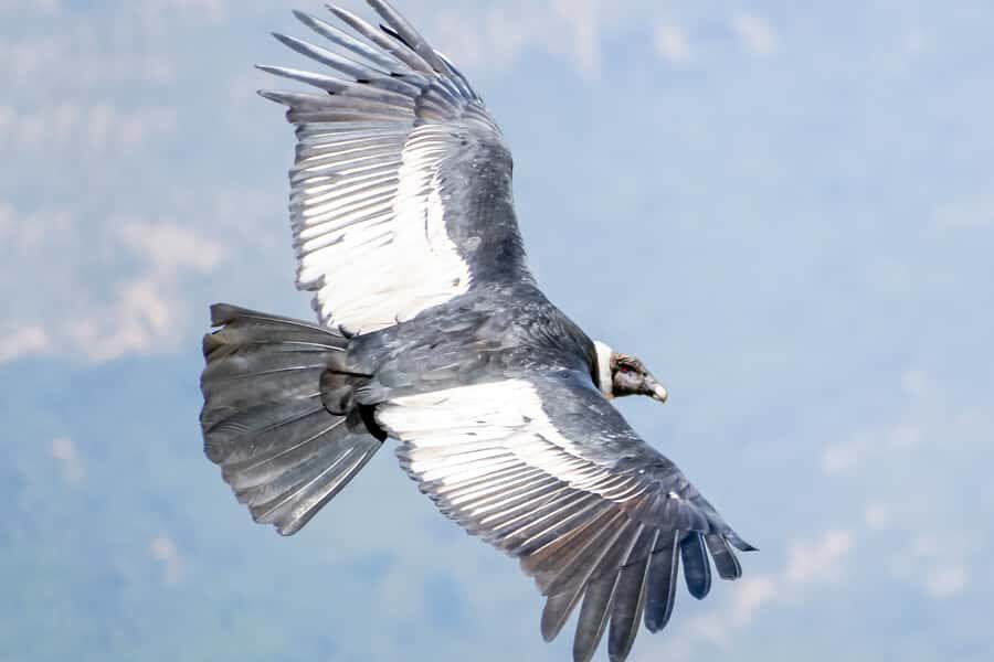 Full-Day Condor Viewpoint & Inca Sites Tour - Limatambo lunch: a real break in a village setting