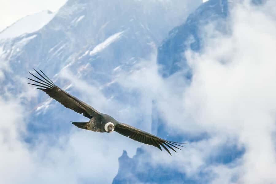 Full-Day Condor Viewpoint & Inca Sites Tour - Chonta and the climb toward the canyon edge