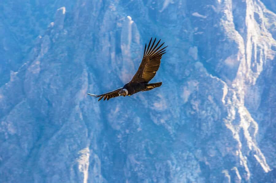 Full-Day Condor Viewpoint & Inca Sites Tour - Apurímac Canyon edge: the landscape that does the talking
