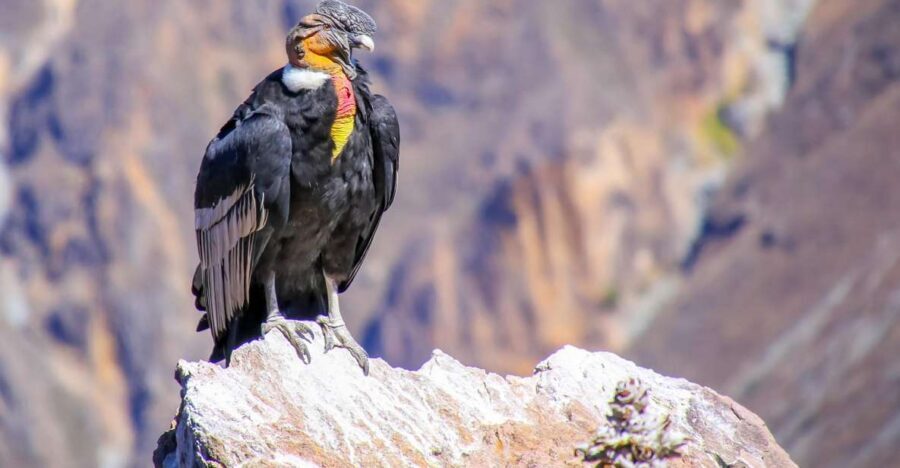 Full-Day Condor Viewpoint & Inca Sites Tour - Huaco viewpoint: Andean condors and the long-sky waiting game