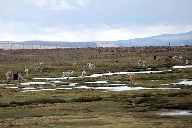 Full Day Tour to Colca Canyon from Arequipa - Mirador Antahuilque: terraces at the foot of Colca and Collagua culture