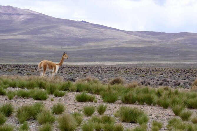 Full Day Tour to Colca Canyon from Arequipa - The $27.50 price: what’s covered and what you’ll likely budget for
