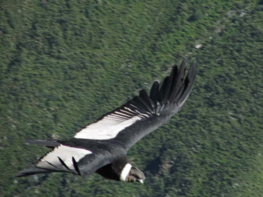 Full Day Trip to Colca Canyon from Arequipa ending in Puno - Key points to know before you commit