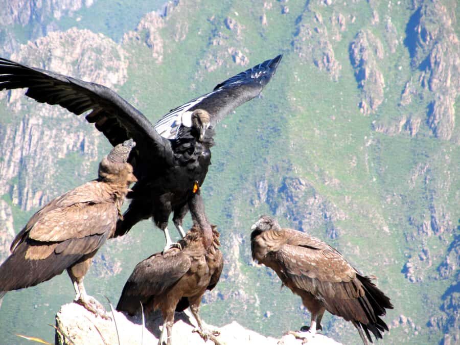 Full Day Trip to Colca Canyon from Arequipa ending in Puno - One-day Colca-to-Puno timing: what the 2:30am pickup changes