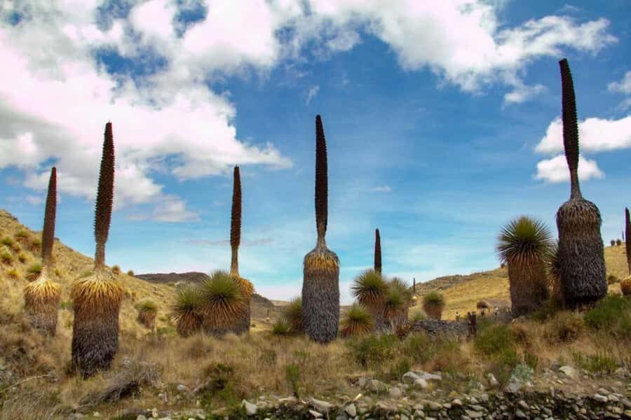 Huaraz-Excursion to the Pastoruri Snows and Puyas Raymondi - Puya Raimondi at Pumapampa: what makes this plant so special