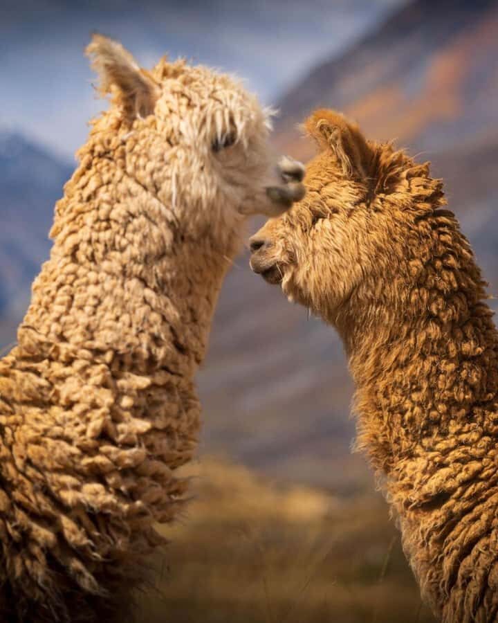 Huaraz: Laguna 69 | Cordillera Blanca | Hike to Lake 69 - Quick hits before you go