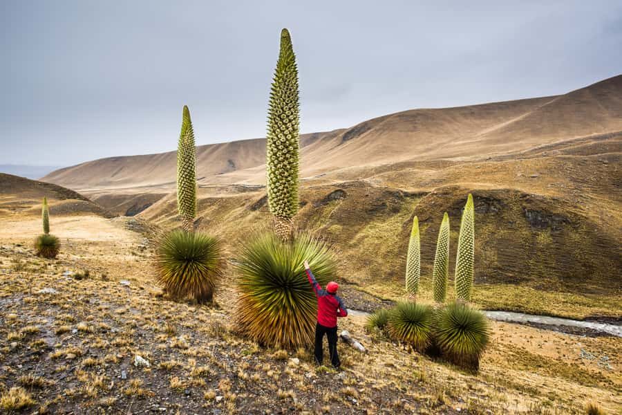 Huaraz: Pastoruri Glacier Day Trip - Huascarán National Park Highlights: Flora, Fauna, and Quick Nature Time