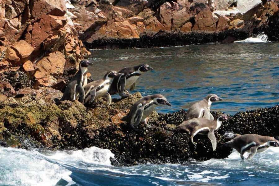 Ica: Excursion Ballestas Islands & Paracas National Reserve - Wildlife You Can Actually Spot From the Boat