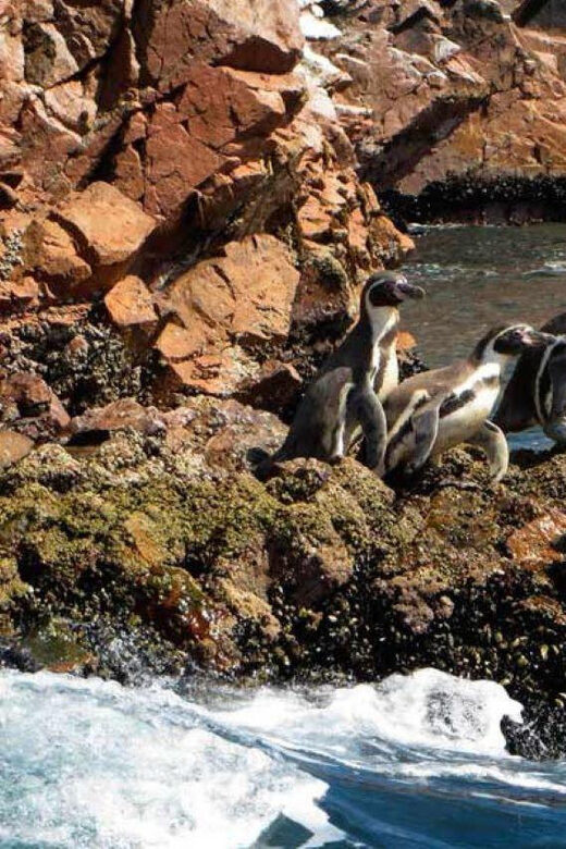 Ica: Excursion Ballestas Islands & Paracas National Reserve - Price and Value: What $65 Gets You