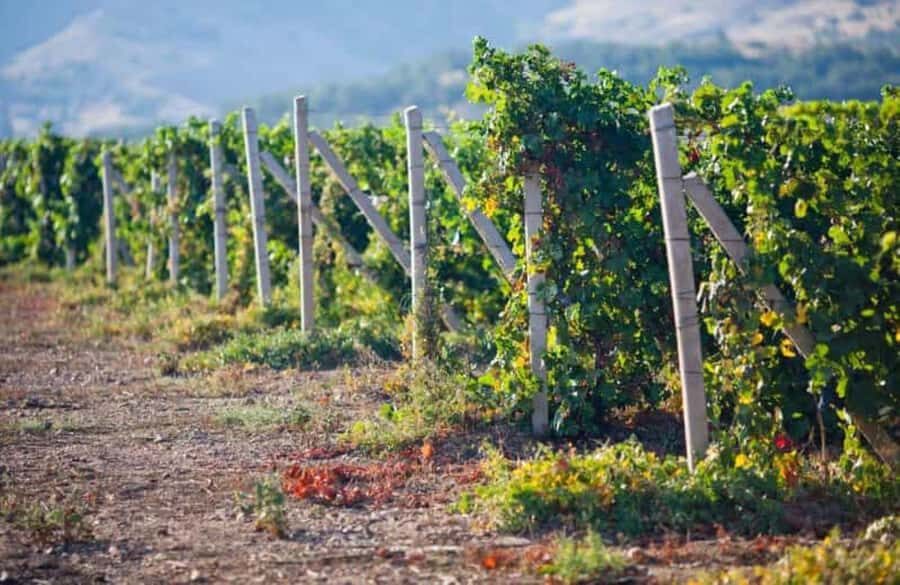 Ica: Winery Tour with Pisco and Wine Tasting - Key highlights at a glance