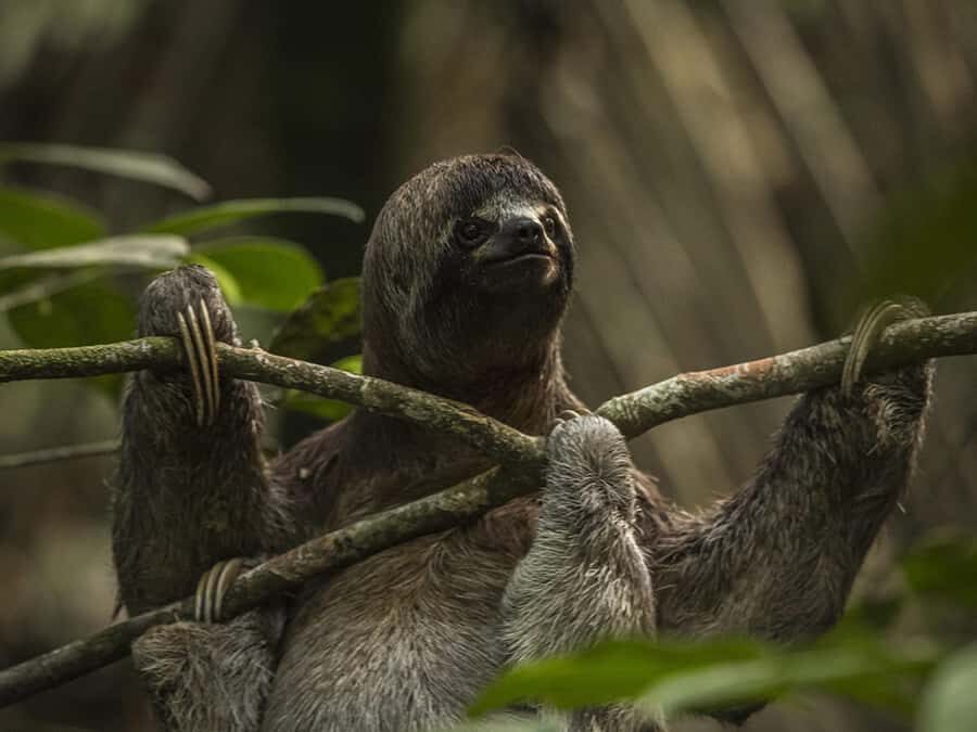 Iquitos: 2 Days and 1 Night Guided Amazon Jungle Tour - The lodge view and the adrenaline course (Mirador + zipline + rappel)