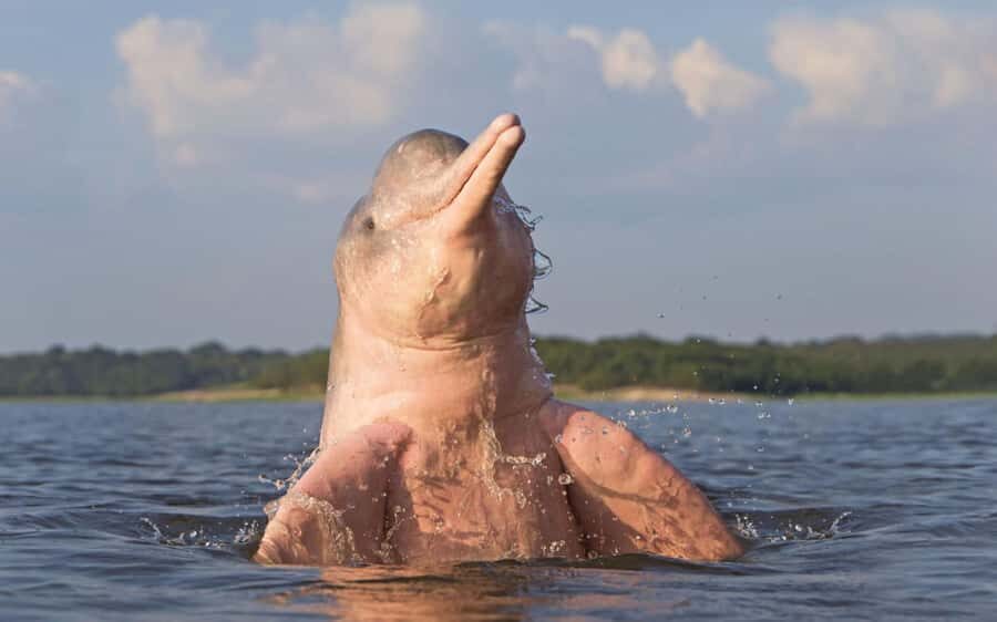 Iquitos: 3 Days and 2 Nights Guided Amazon Jungle Tour - Entering Amazon life from Iquitos, by boat