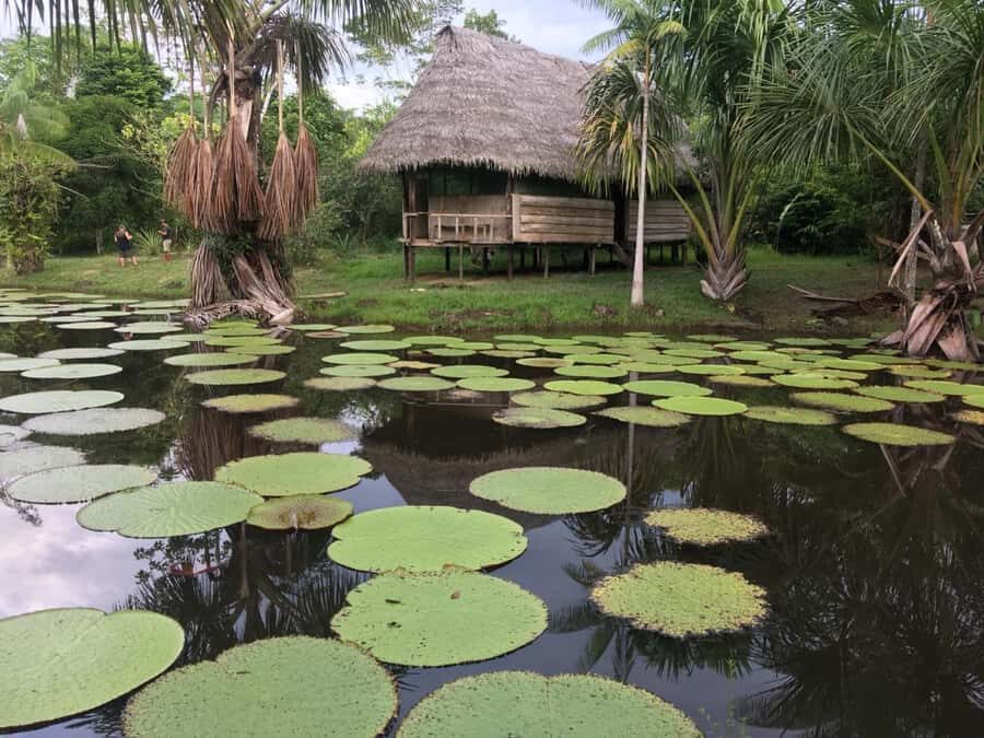 Iquitos: 3 Days and 2 Nights Guided Amazon Jungle Tour - Night in the jungle: tarantulas, cicadas, and ayaymamas