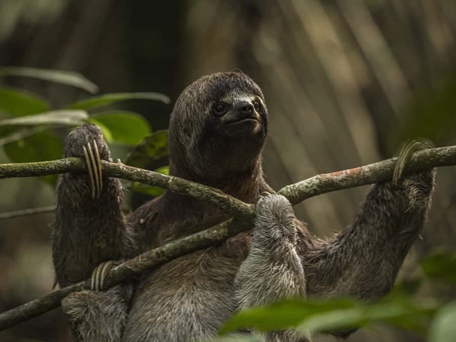 Iquitos: 3 Days and 2 Nights Guided Amazon Jungle Tour - Fishing and community time: hands-on Amazon moments