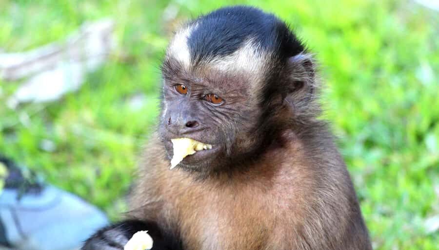Iquitos: 3 Days and 2 Nights Guided Amazon Jungle Tour - Fundo Pedrito: conservation animals and the Victoria Regia plant