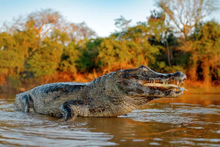 Iquitos: 5 Days inside the Rainforest | Amazon Jungle Tour - Why Iquitos rainforest tours feel different here