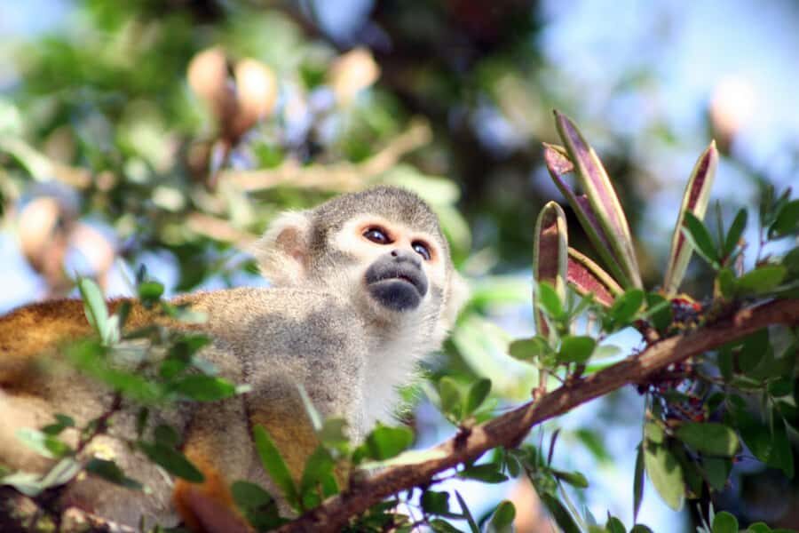 Iquitos: 5 Days inside the Rainforest | Amazon Jungle Tour - Price and value: is $439 for five days in the jungle a good deal?