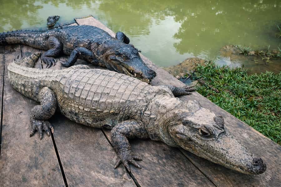 Iquitos: 6-Hour Wonderful Wildlife Guided Tour - Serpentary time: an anaconda cage and the realism of caretaking
