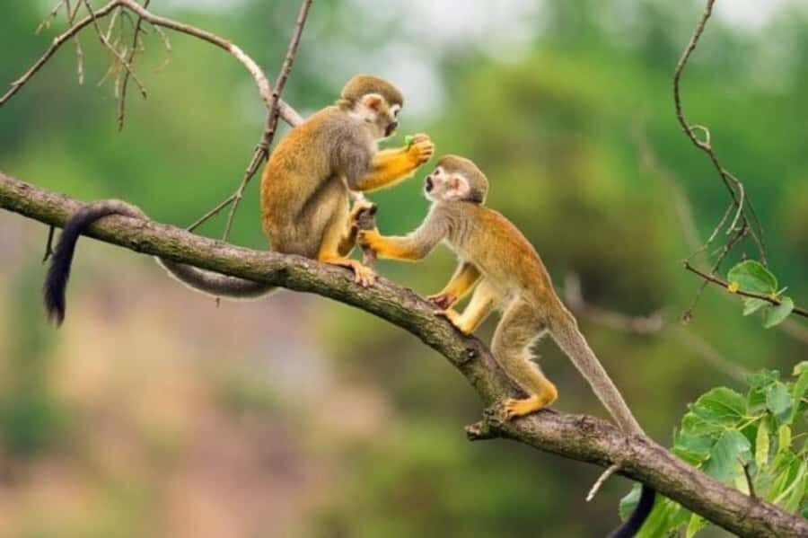Iquitos: Amazon Jungle in 2 Days: Adventure and Expedition - Sunset and the night search for tarantulas