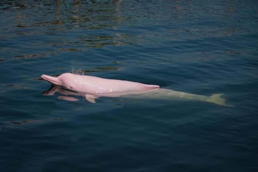 Iquitos: Amazon Jungle in 3 Days: Adventure and Culture - Day 2: 6:00 AM Sunrise Birds, Rescue Center, and Canoe for Dolphins