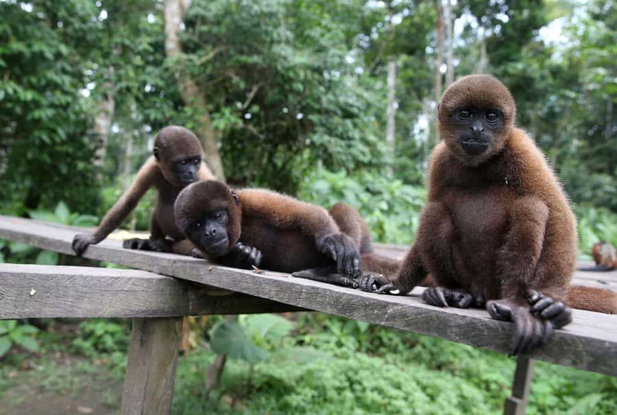 Iquitos : Full Day Excursion to Monkey Island - Key Things You’ll Care About Most