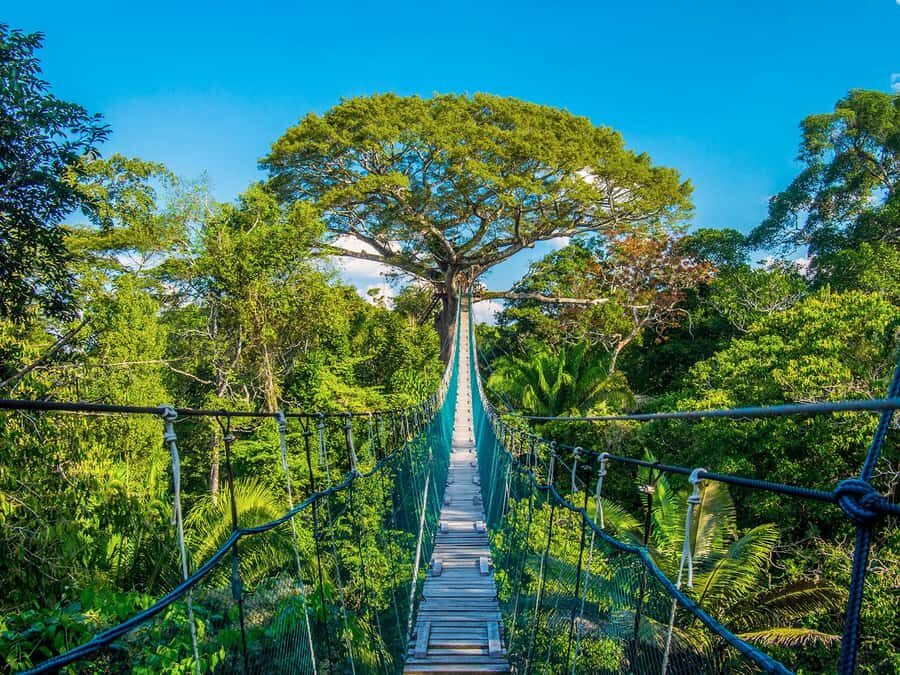 Iquitos: Full Day Tour in the Jungle | Amazon Safari - Key points before you go