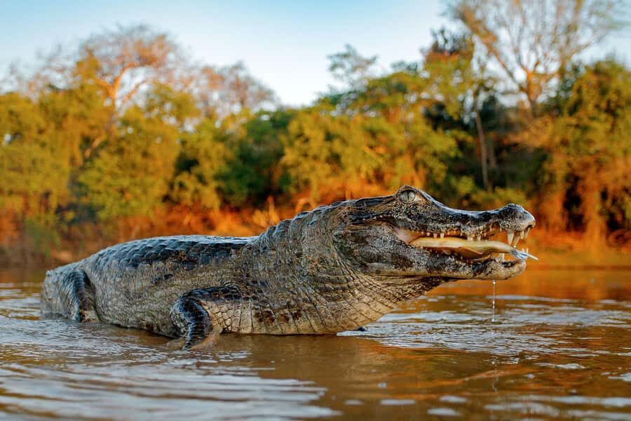 Iquitos: Full Day Tour in the Jungle | Amazon Safari - River time on a traditional boat from Bella Vista Nanay