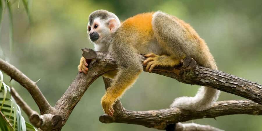 Iquitos: Monkey Island and Native Village Day Tour - Key things to know before you go