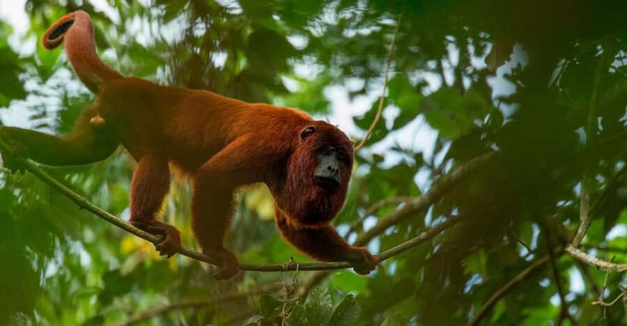 Iquitos: Monkey Island and Native Village Day Tour - Native Village Visit: Culture, dance, and lunch in one stop