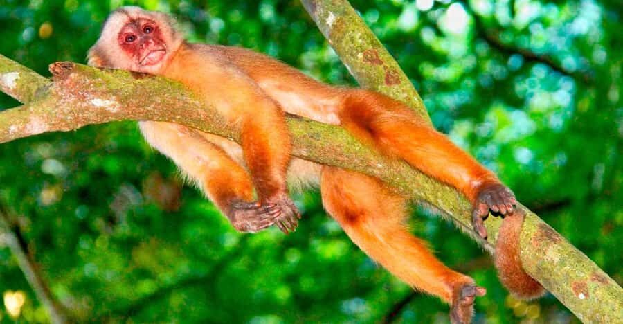 Iquitos: Monkey Island and Native Village Day Tour - Who this tour is for (and who should skip it)