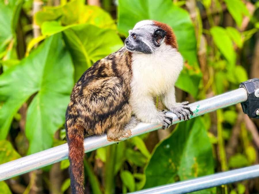 Iquitos: Monkey Island and Native Village Day Tour - Cruising the Itaya and Amazon Rivers: The part you feel in your bones