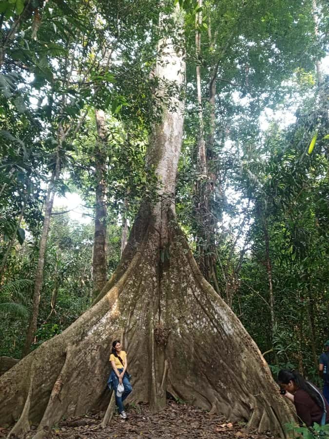 Iquitos: nature and adventure tour amazon Peru - Giant trees like the ceiba and walking tree: why it’s not just a photo