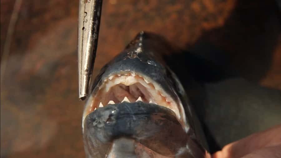 Iquitos: Piranha Fishing Experience in the Amazon jungle - Why Iquitos Piranha Fishing Feels Like Real Amazon Time