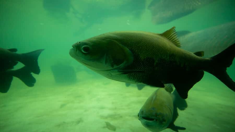 Iquitos: Piranha Fishing Experience in the Amazon jungle - FAQ