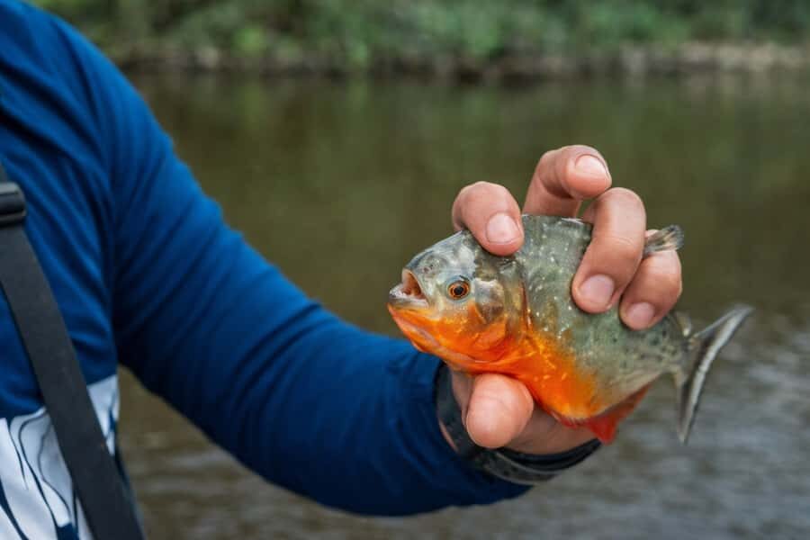 Iquitos to the Amazon: 2-Day Jungle & Wildlife Experience - What you get for the price: $480 and where the value comes from