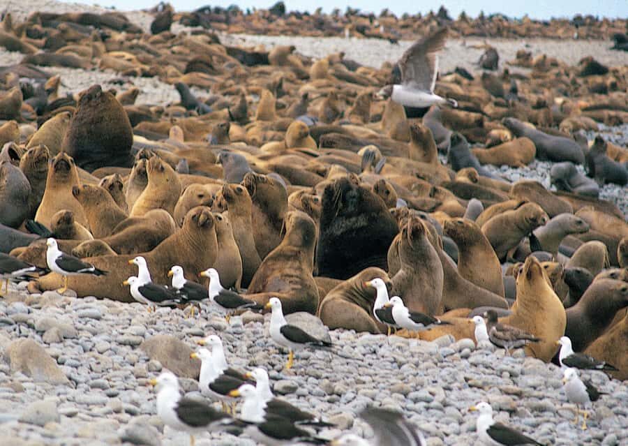 Lima: Ballestas Islands, Winery and Nazca Lines Private Tour - Key Things You Should Know Before You Go
