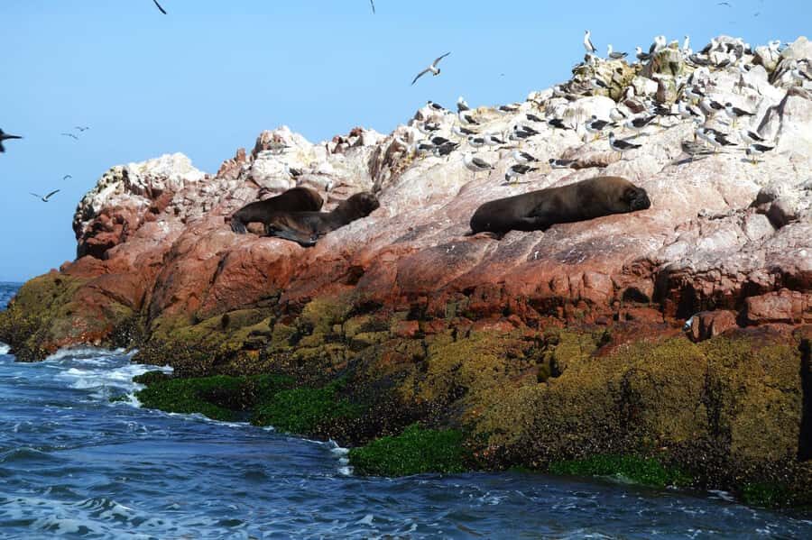 Lima: Ballestas Islands, Winery and Nazca Lines Private Tour - Price and Value: What $660 Buys You