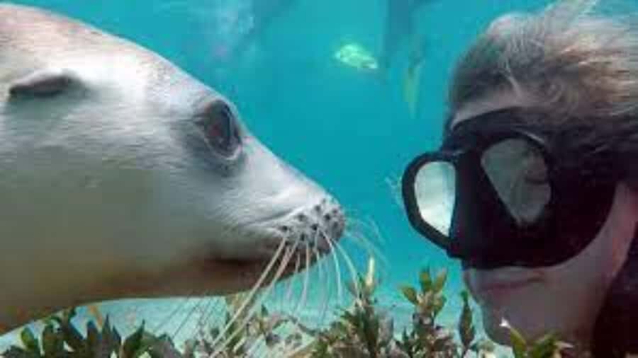 Lima | Islas Palomino Tour | Swim with Sea Lions - Key highlights you’ll feel the moment you start