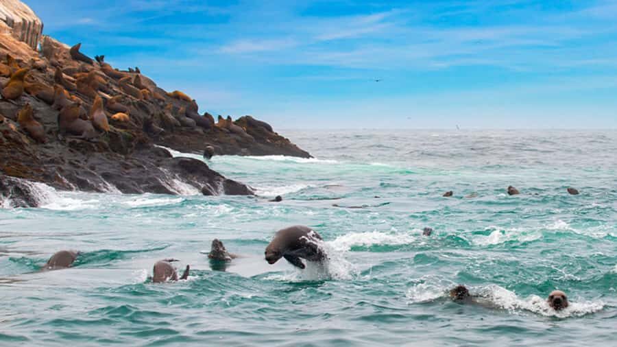 Lima | Islas Palomino Tour | Swim with Sea Lions - San Lorenzo Island stories: pre-Columbian context you’ll actually remember