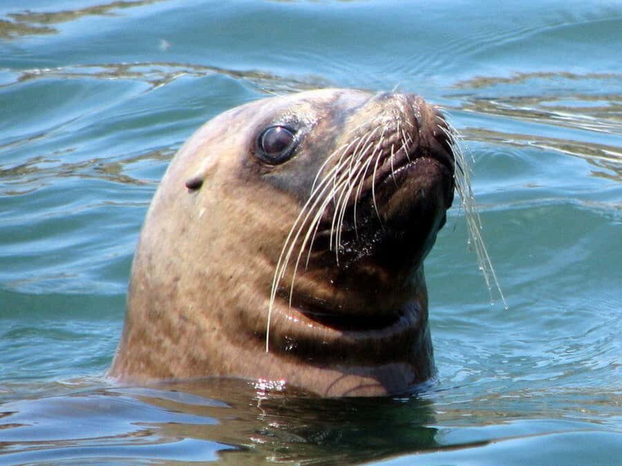 Lima | Islas Palomino Tour | Swim with Sea Lions - Sailing back through cliffs and islets, then a snack