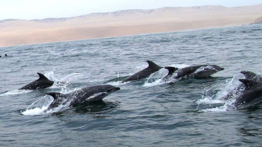 Lima | Islas Palomino Tour | Swim with Sea Lions - Price and what you actually get for $79