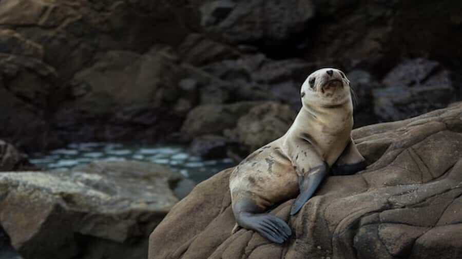Lima | Islas Palomino Tour | Swim with Sea Lions - What to bring (and what the team covers)