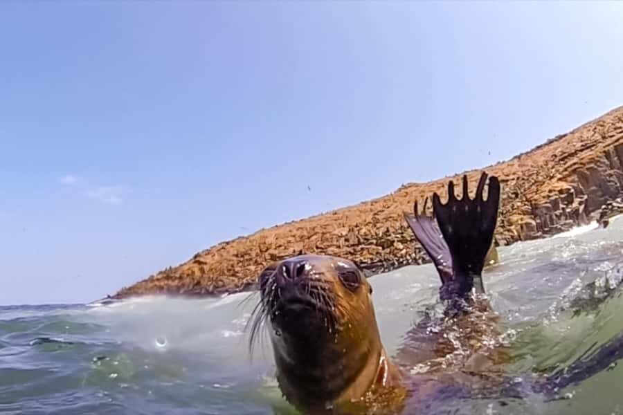 Lima: Palomino Islands Speedboat Tour & Swim with Sea Lions - Palomino Islands time: photo stop, cruise, and the swim window