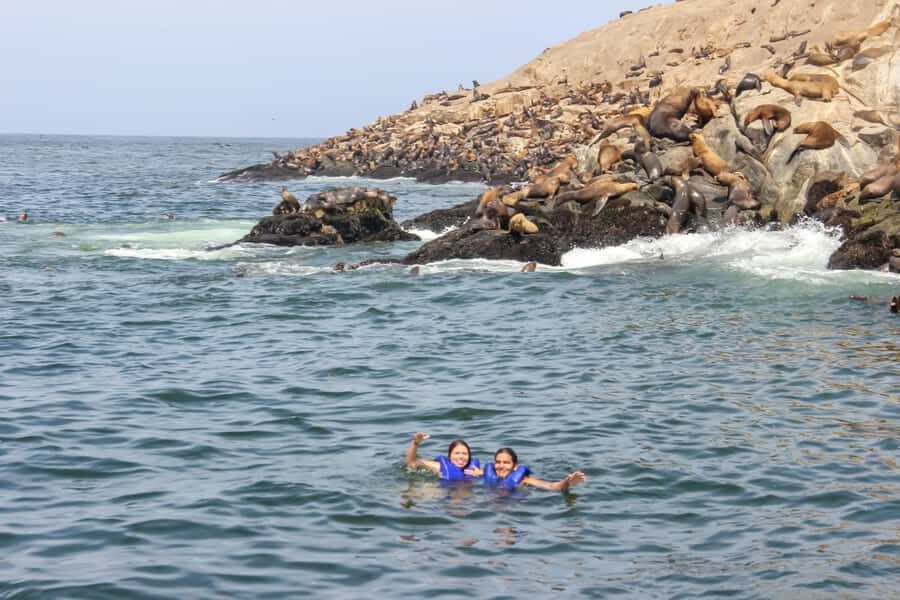 Lima: Palomino Islands Speedboat Tour & Swim with Sea Lions - Birdwatching off Lima: a checklist you can actually use