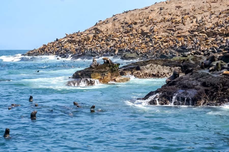 Lima: Palomino Islands Speedboat Tour & Swim with Sea Lions - Stop-by-stop cruise: El Camotal and San Lorenzo on the route