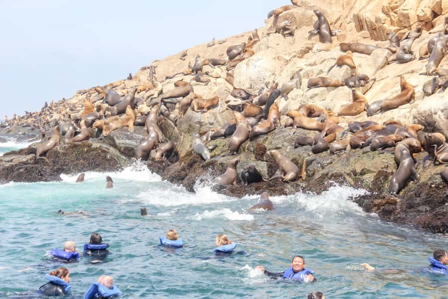 Lima: Palomino Islands Speedboat Tour & Swim with Sea Lions - Speedboat basics: snacks, drinks, and swim gear already handled