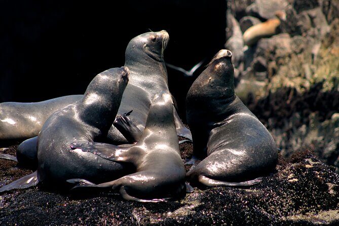 Lima Peru Sea Lions, History and Palomino Callao Islands - How this Lima sea-lions + Callao islands outing really works