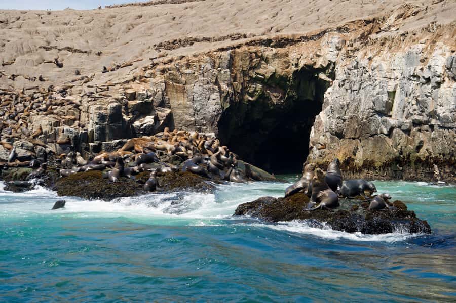 Lima: Sea Lion Swim and Wildlife Palomino Islands Cruise - A 4-hour Lima wildlife day with sea lions and penguins
